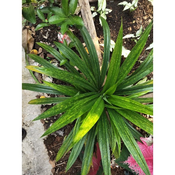 pandan wangi varigata rimbun