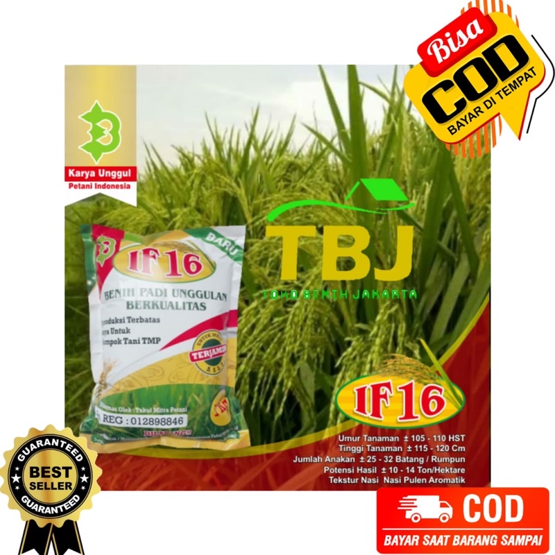 Padi IF 16 AB2TI Unggul