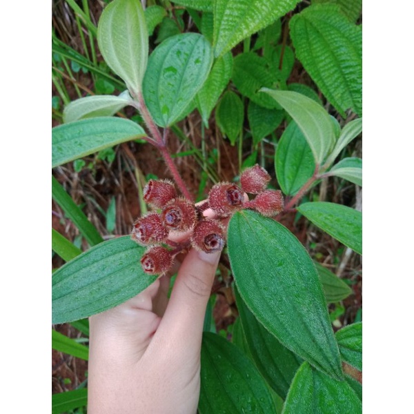 

Buah Harendong /Senggani 250 Grm
