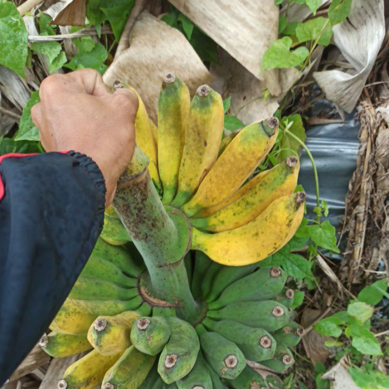 

PISANG RAJA BULU LANGSUNG DARI KEBUN FRESH MATENG HAGRA PER KG