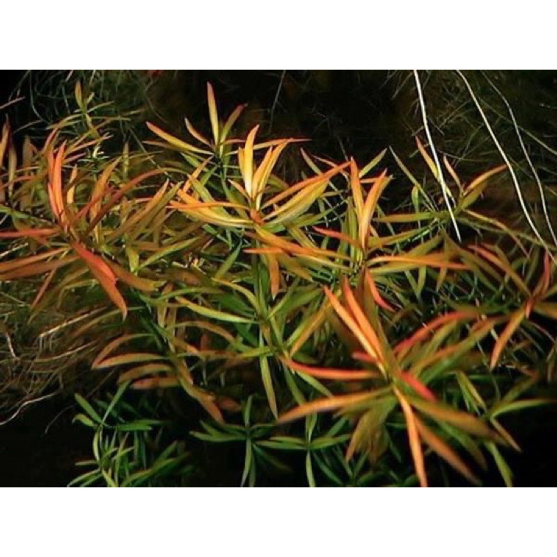 ludwigia arcuata  20 Btg ( tanaman aquascape )