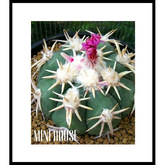 BIJI BIBIT BENIH KAKTUS IMPORT