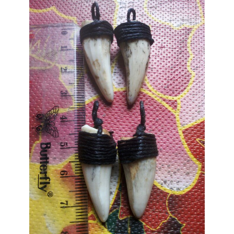 TARING BUAYA/GIGI BUAYA ORIGINAL