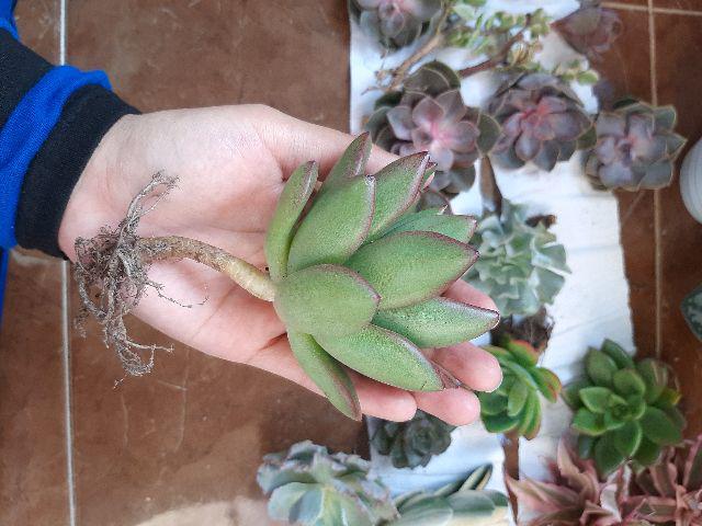 Sukulen Murah Dan Hemat Dengan Berbagai Macam Variant Sudah Termasuk Pot 10cm