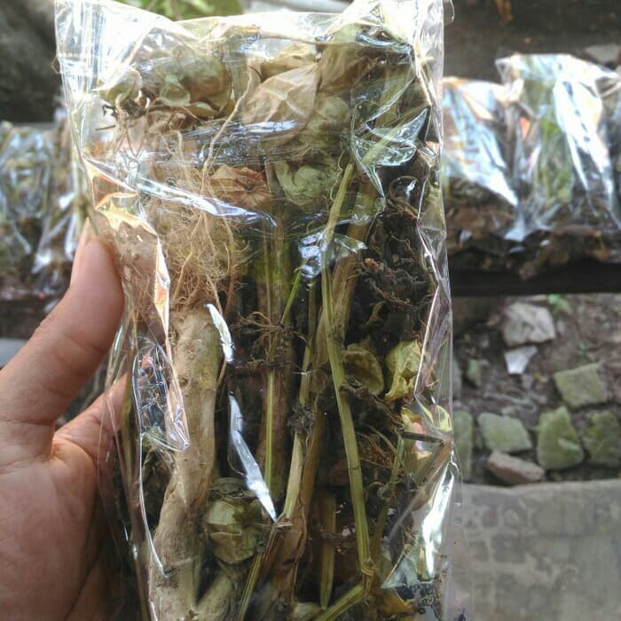 

terbaik Herbal Ciplukan Kering / Pohon Ciplukan Cecendet / Obat Herbal Rematik
