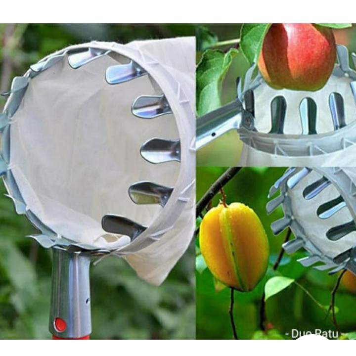 Alat Pemetik Buah Tanpa Tongkat Alat Panen Buah Metal Fruit Picker