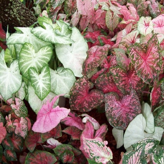 umbi keladi-jual semua jenis umbi keladi