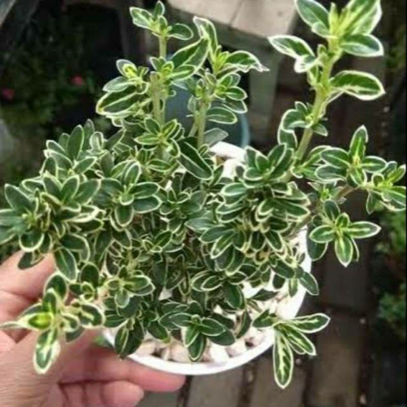 Bibit bonsai hingkip...mirten variegata