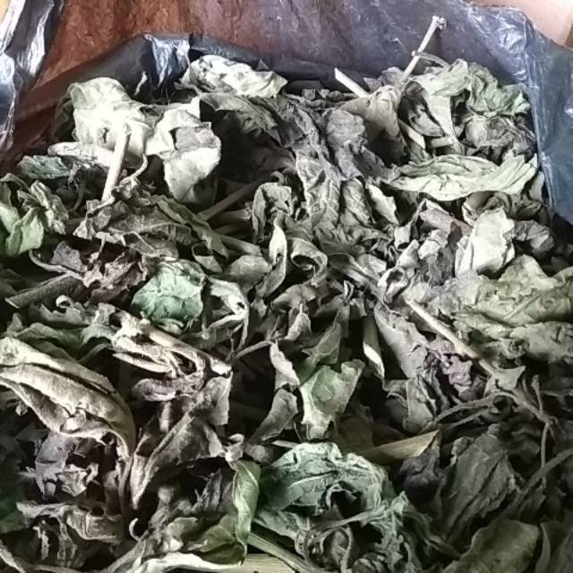 

Kirinyuh kering daunnya