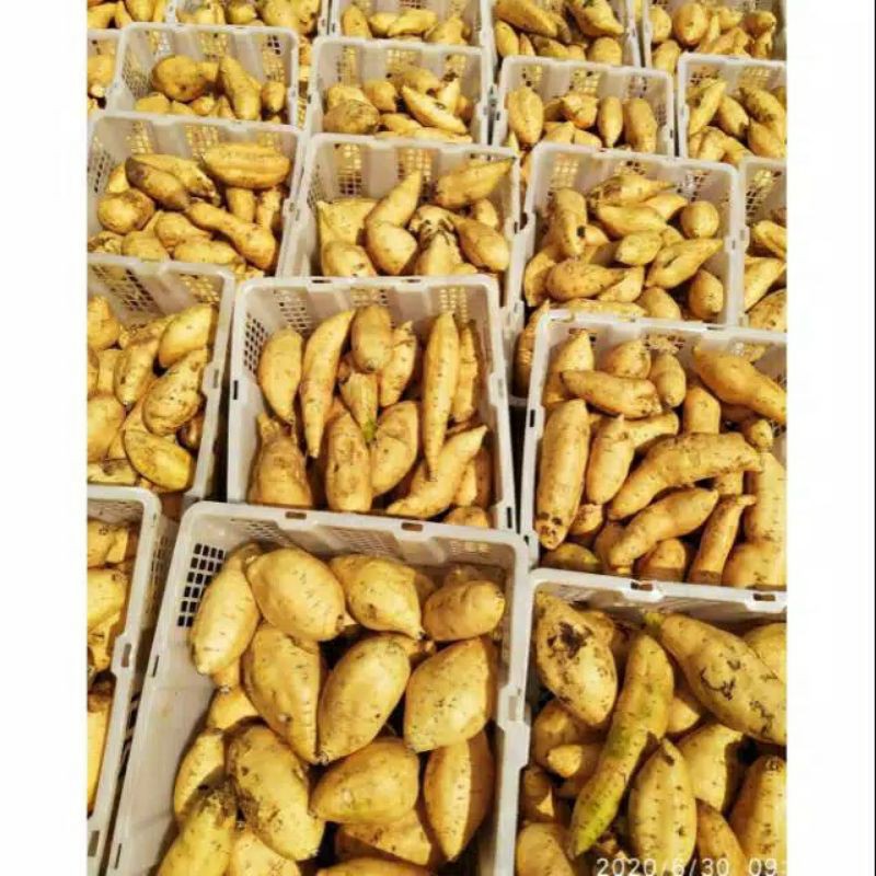 

Gudang Sayur - Ubi Cilembu 1 kilo