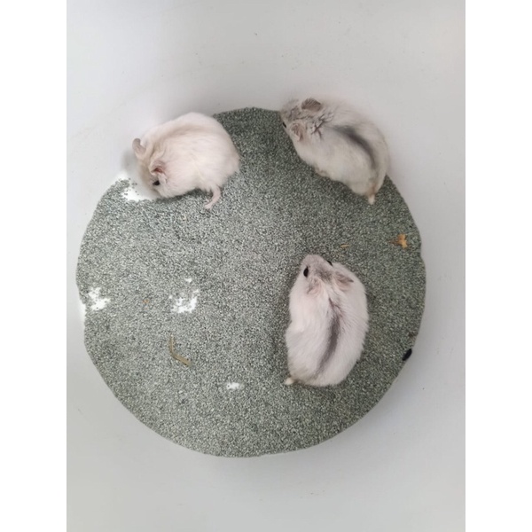 hamster winter white
