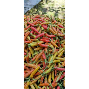 

cabe rawit/cabe setan/cabejaplak