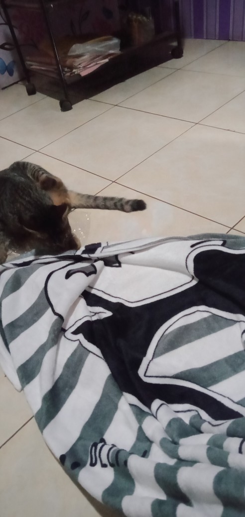 Selimut Bulu Lucu Halus Uk 150x200 Motif Kucing Abu