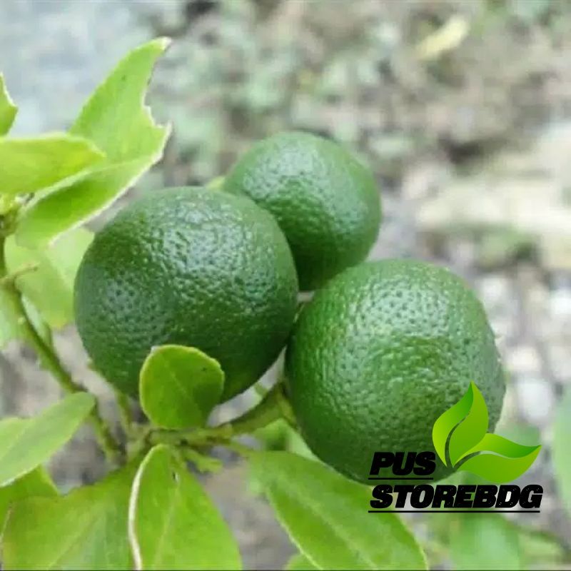 

Daun Jeruk Nipis segar 200Gram