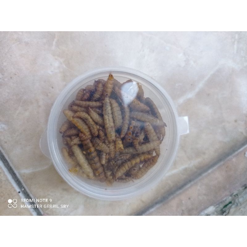 Mealworm dried maggot larva kering BSF