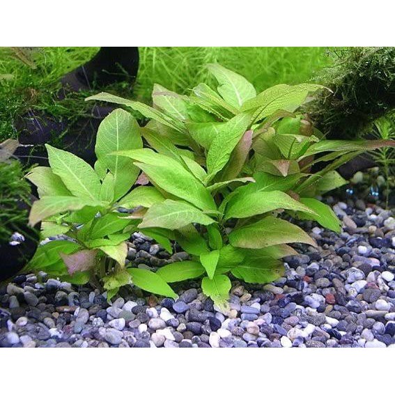Hygrophila Compact ( Tanaman Aquascape Tumbuhan Air Hiasan Aquarium Hidup )