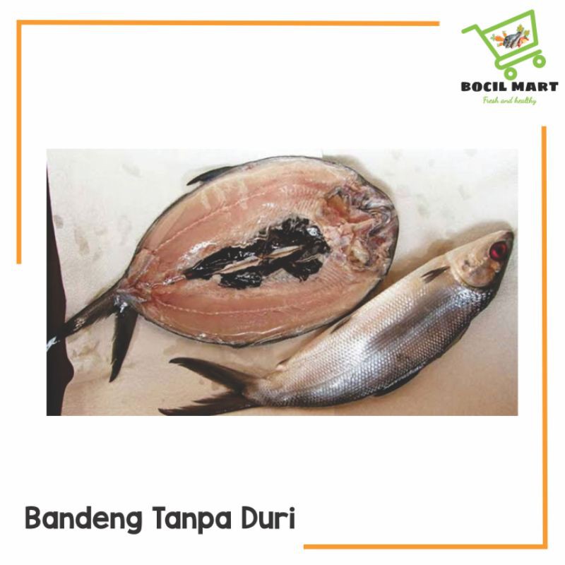 

BANDENG TANPA DURI 1 EKOR / BATARI BOCIL MART