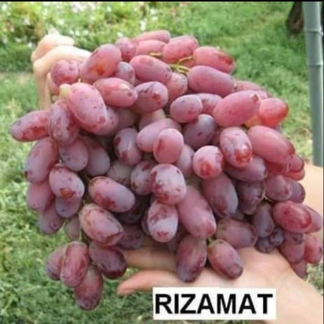 Bibit Anggur RIZAMAT // Bibit Anggur Import