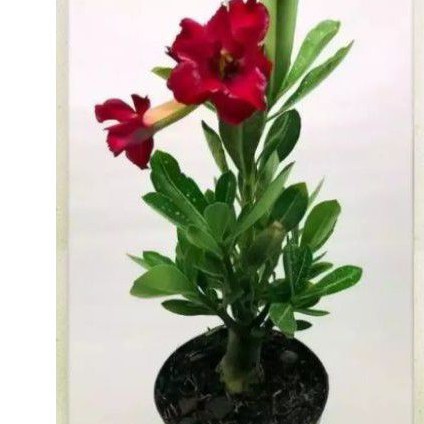 Bibit adenium obesum/adenium Kamboja Jepang/adenium bonsai/bunga adenium