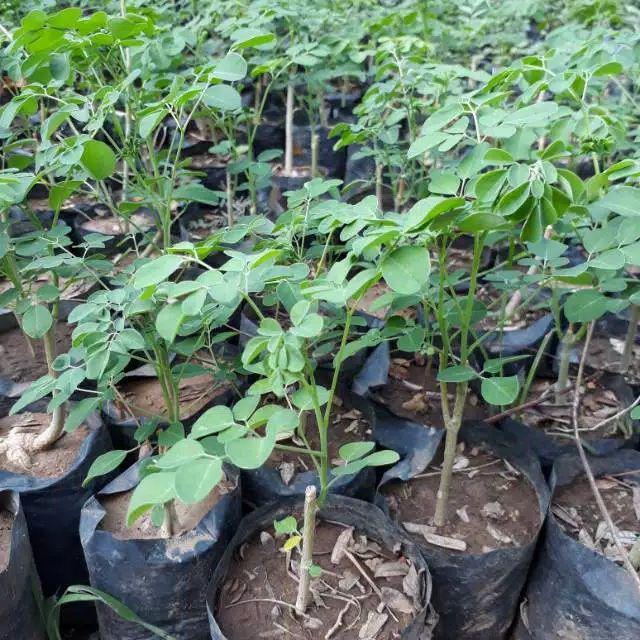 Promo 5 Bibit Daun Kelor Unggul