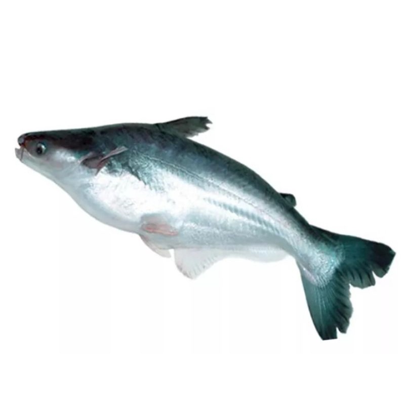 

Ikan Patin