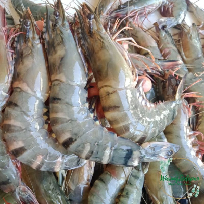 

Udang Peci Segar Udang Utuh Sayur Segar Cikarang