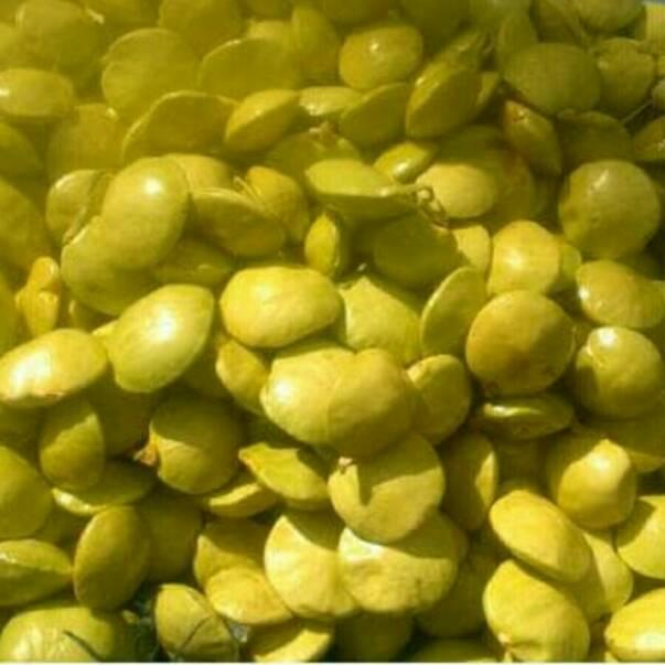 

Star JENGKOL MUDA SEGAR