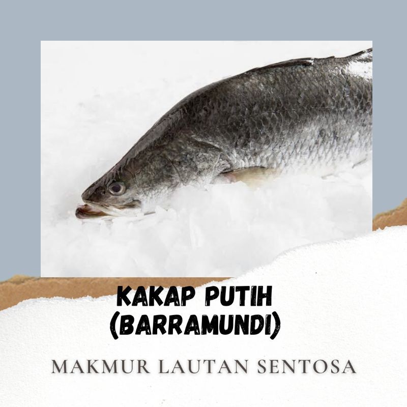 

Ikan Kakap Putih ( BARRAMUNDI)