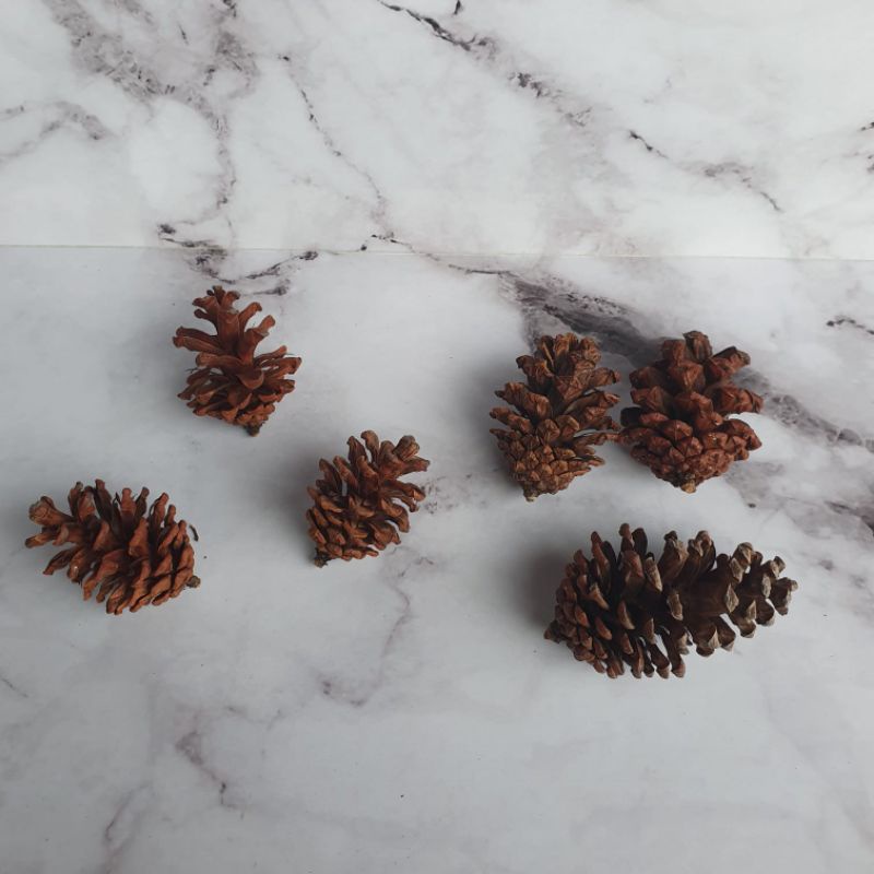 bunga pinus kering asli natural pine cone