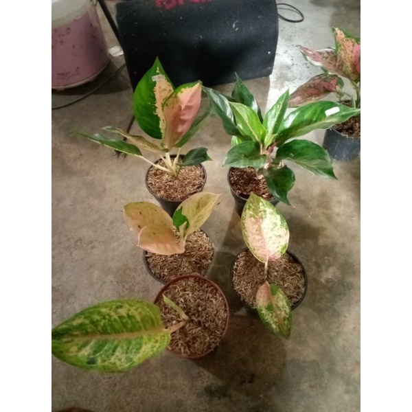 aglonema ayugren..Emral ..lod Beby..Gren Javana..kocin monfori