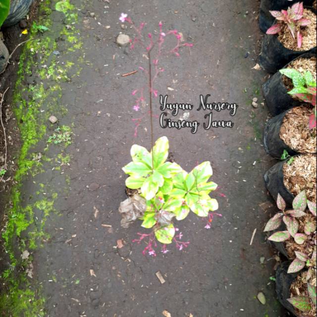 Ginseng Jawa