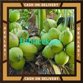 Bibit Buah Kelapa Hijau Hibrida Okulasi Cepat Berbuah