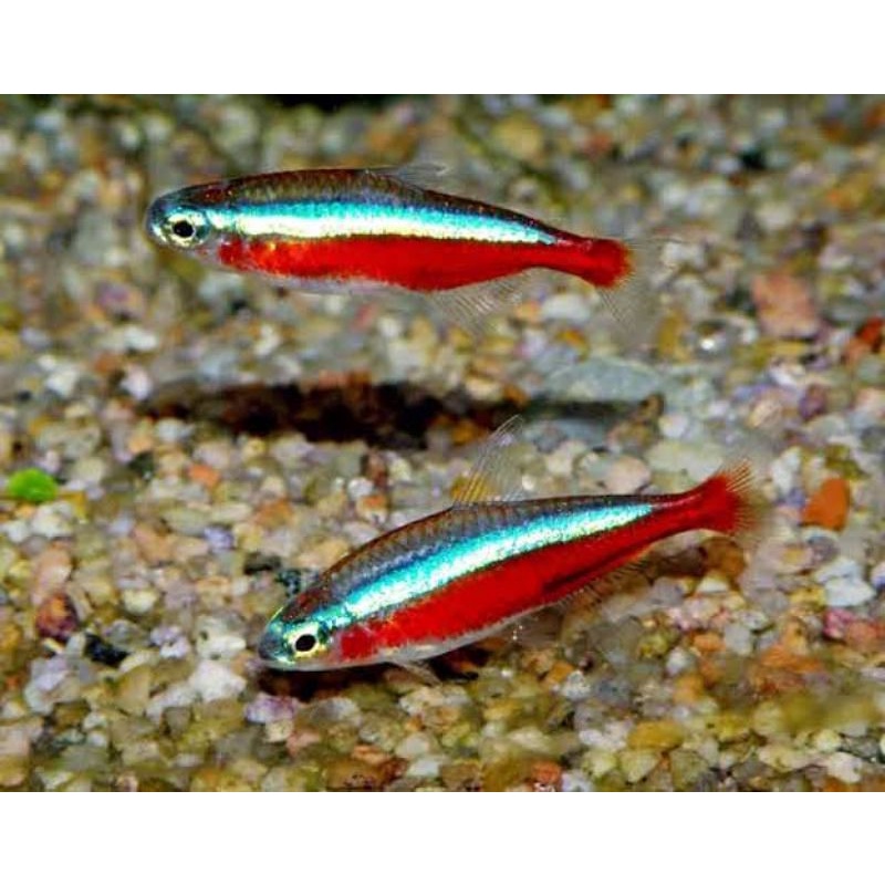 Neon Cardinal Tetra - Ikan Hias Aquascape