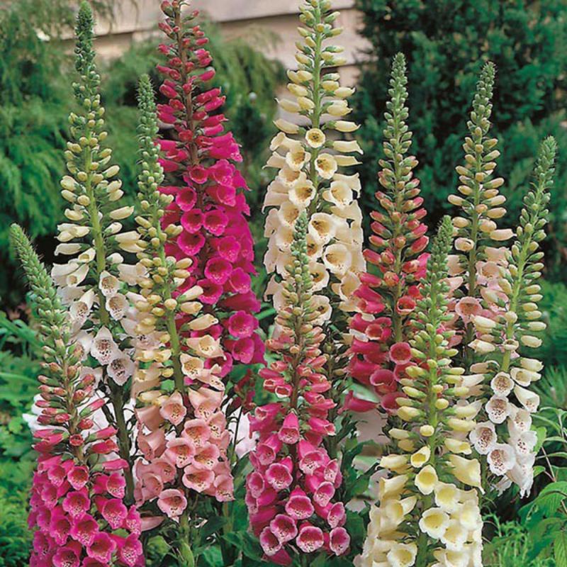 Benih BUNGA FOXGLOVE MIXED digitalis bibit tanaman hias isi 5 biji