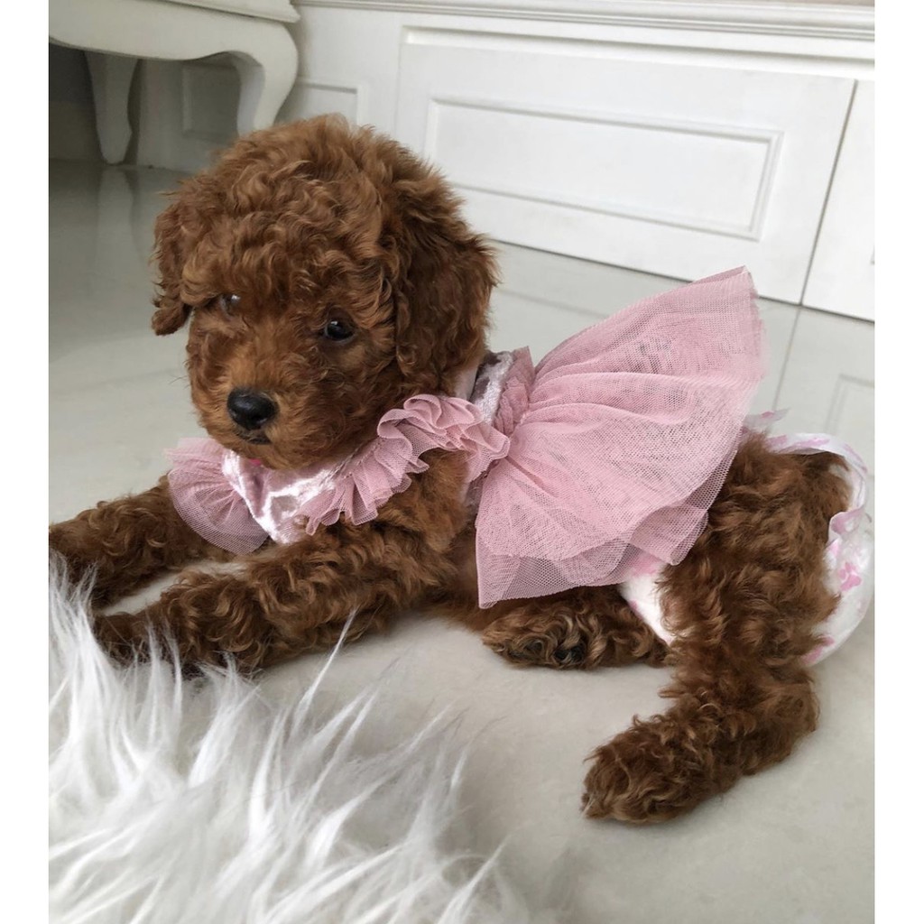 anjing toy poodle