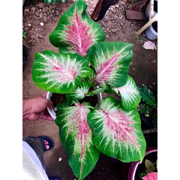 Caladium Thailand sawi hijau list merah remaja