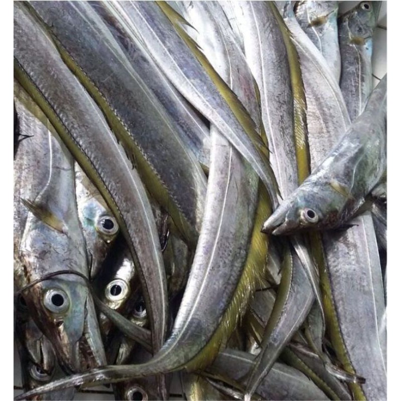 

ikan layur fresh/1kg