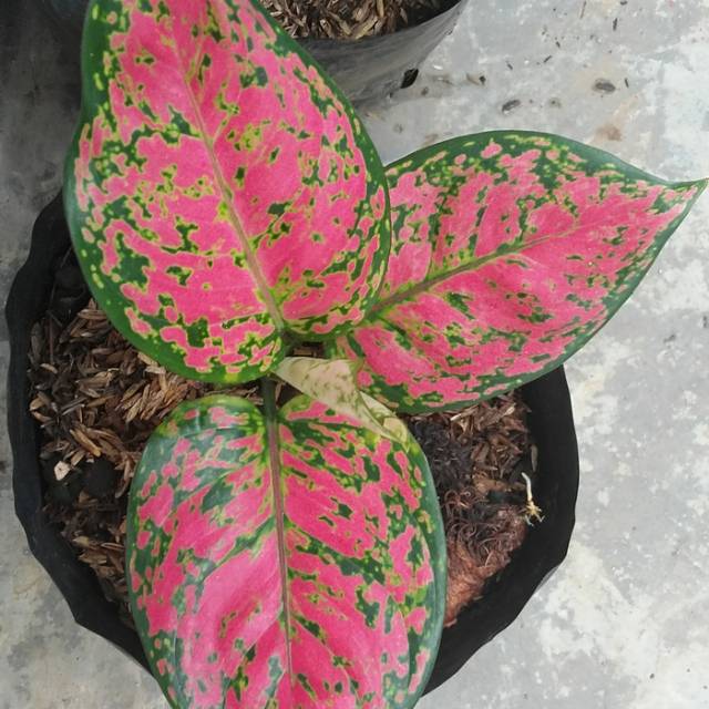 Dud Anjamani Aglonema Dut Anjamani Harga Tips dan Trik Dud Anjamani Aglonema Dut Anjamani Harga Tips dan Trik