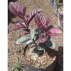 ₮ajib+ Bibit Buah Jambu biji ungu australia