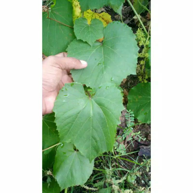 Bibit Rootstock Anggur Import Kober 5BB, Ramsey,Richter 110