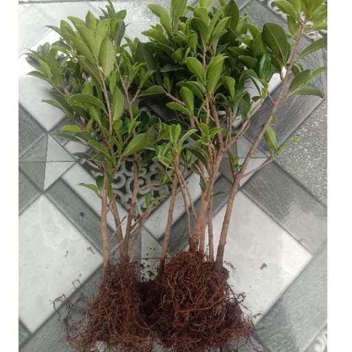 Bisa COD BIBIT BONSAI FICUS ELEGAN
