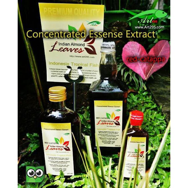 

Ekstrak Daun Ketapang Merah 250Ml Premium Quality