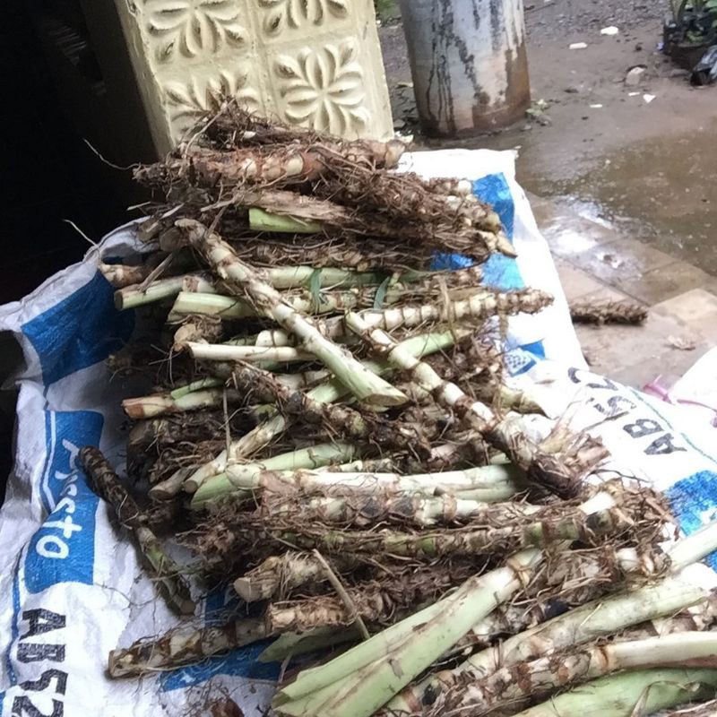 Bibit Benih Tanaman Rumput Odot Rumput Gajah Pakan Ternak