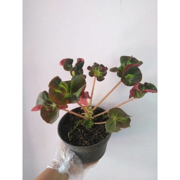 Begonia kriwil / begonia keriting