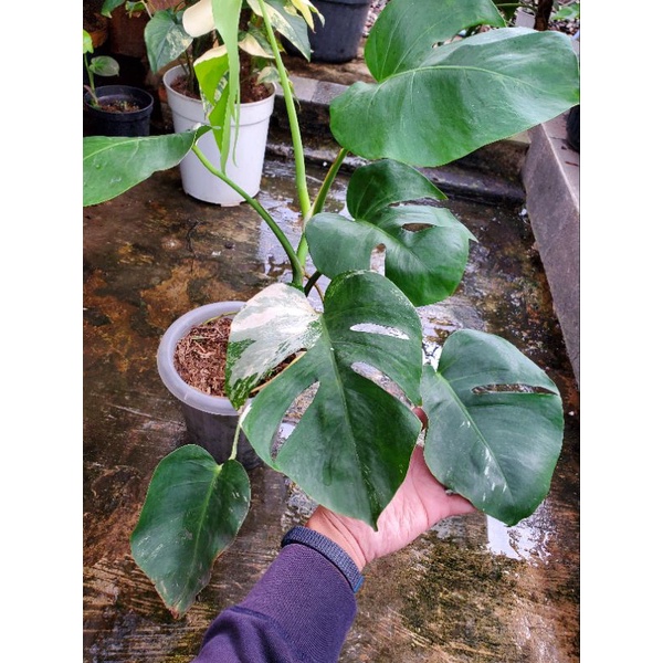 Monstera Varigata 7 daun