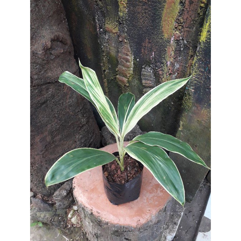 andong hijau varigata