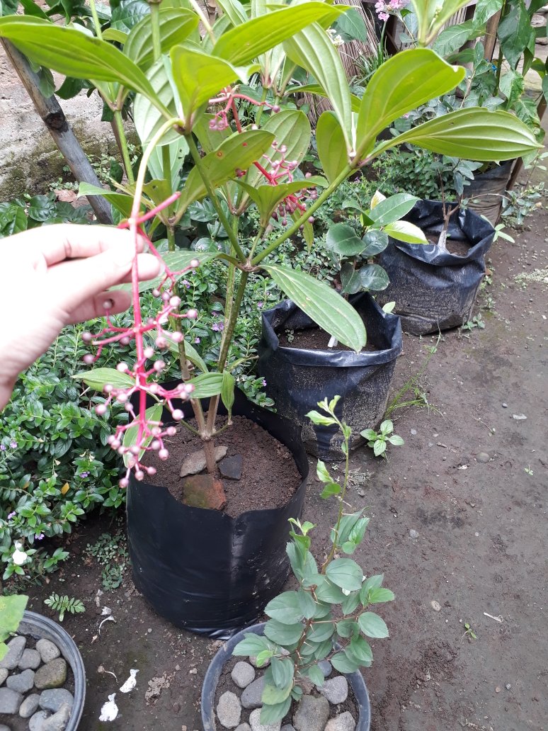 Murah Bibit Pohon Bidara Arab Unggul