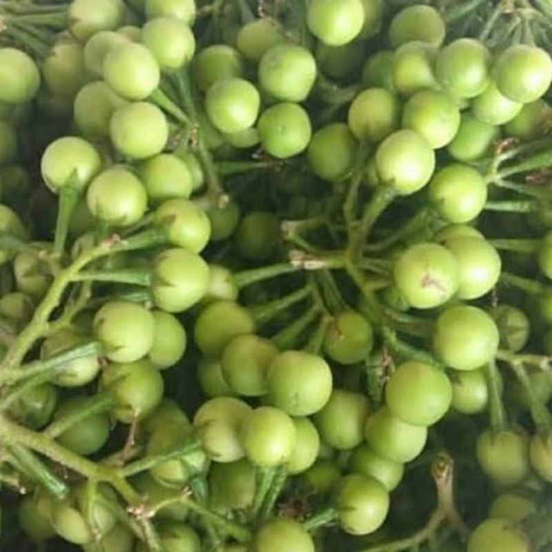 

ready takokak tekokak cepokak segar 250gr