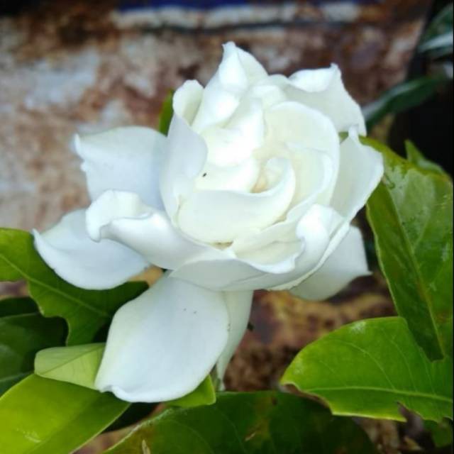 Tanaman hias melati telur - melati bunga tumpuk