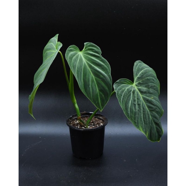 philondendron Splendid - Philo Splendid - tanaman hias